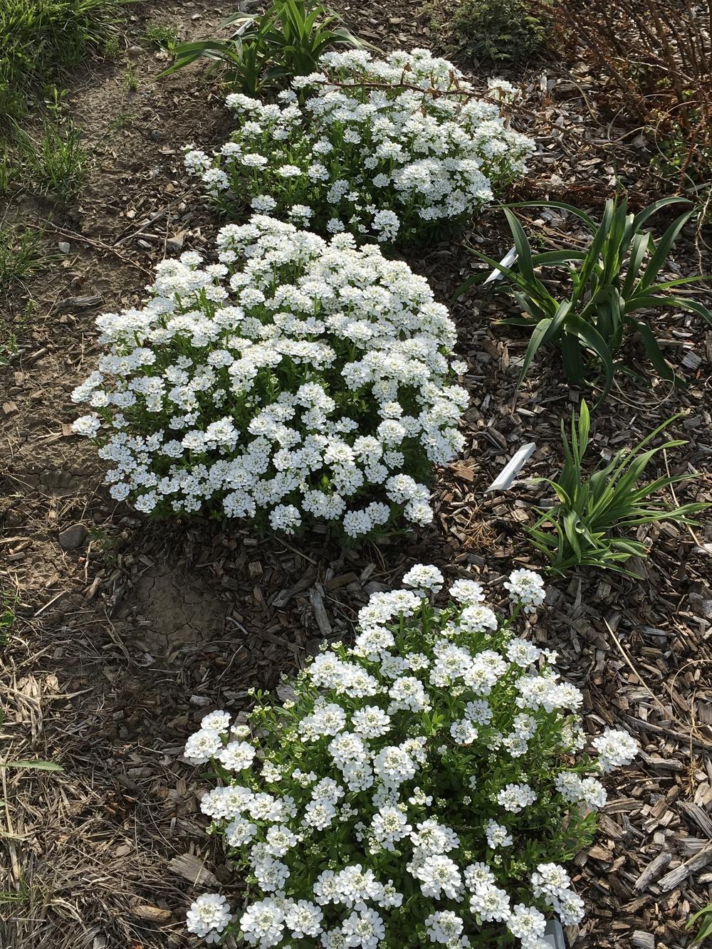 Photo of the entire plant of Evergreen Candytuft (Iberis sempervirens