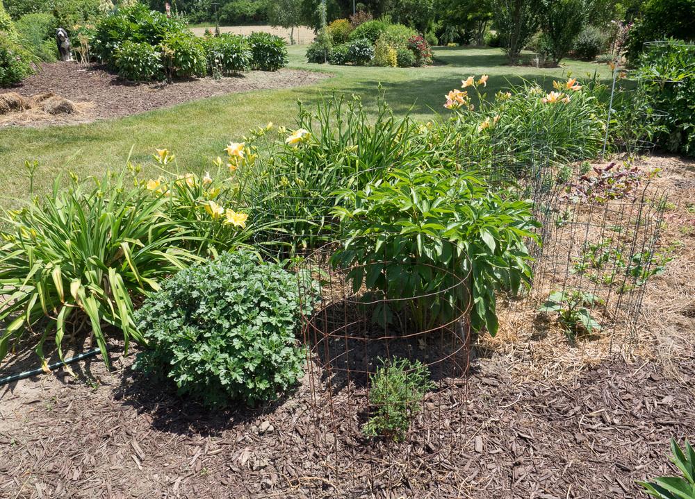 Arborvitae (Thuja occidentalis Pancake™) in the Arborvitaes Database