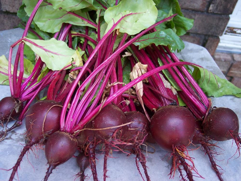 Beets Plant Care and Collection of Varieties