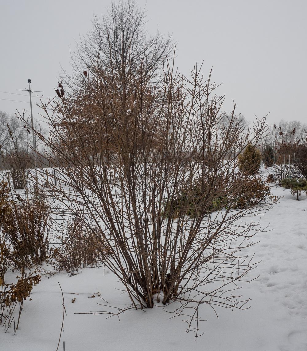 Photo of the winter interest of Southern Arrowwood (Viburnum dentatum Autumn Jazz®) posted by