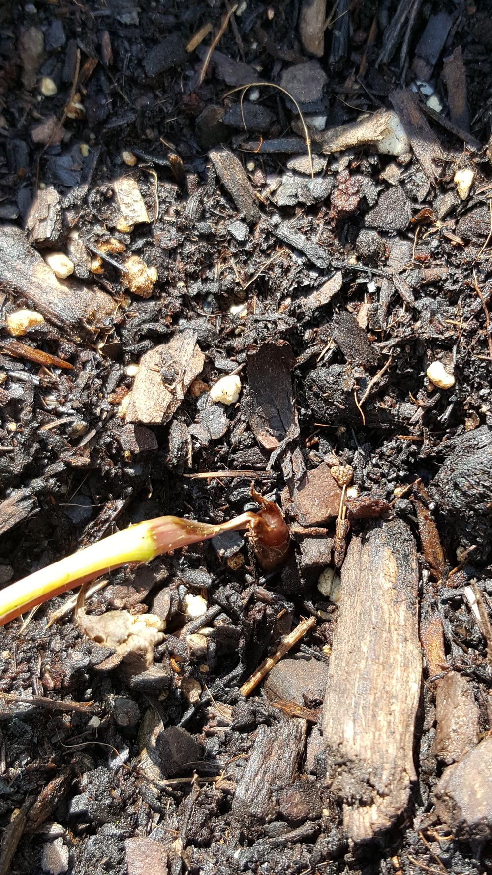 Stem Shriveled/Collapsed on Itself in the Dahlias forum