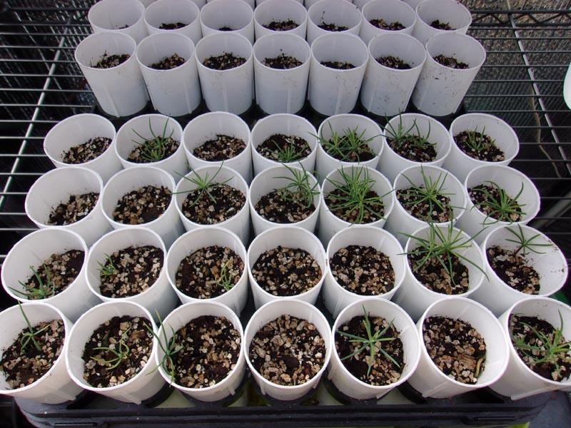 Ever grow Fir trees from seed? in the Trees and Shrubs forum