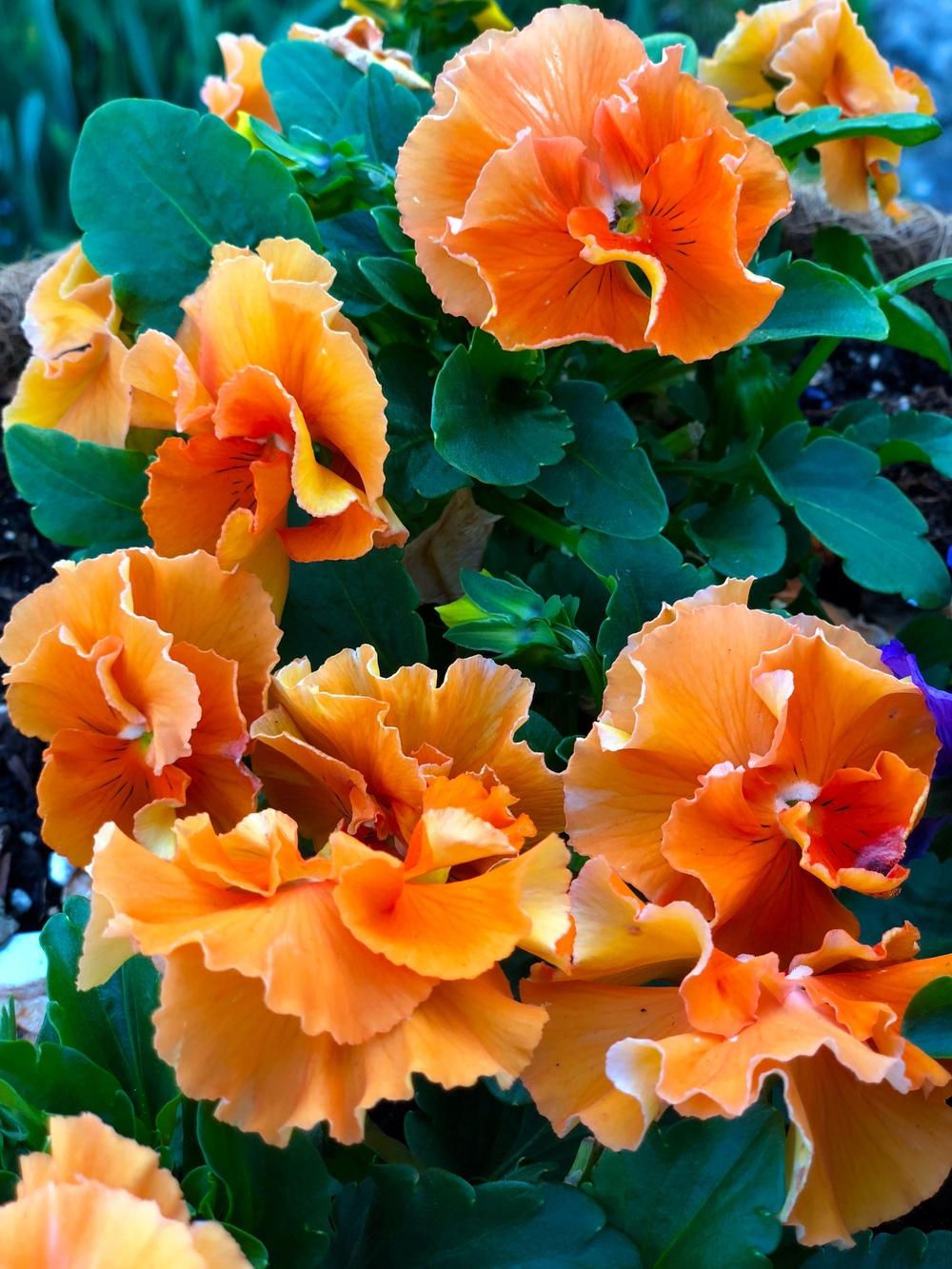 Violas Plant Care and Collection of Varieties