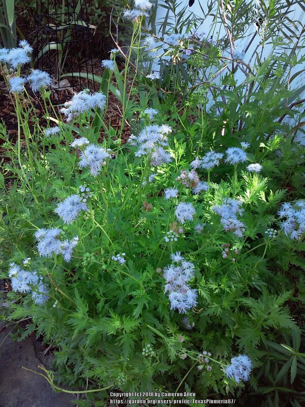 Transplanting wild Blue Mist flowers. in the All Things Gardening forum