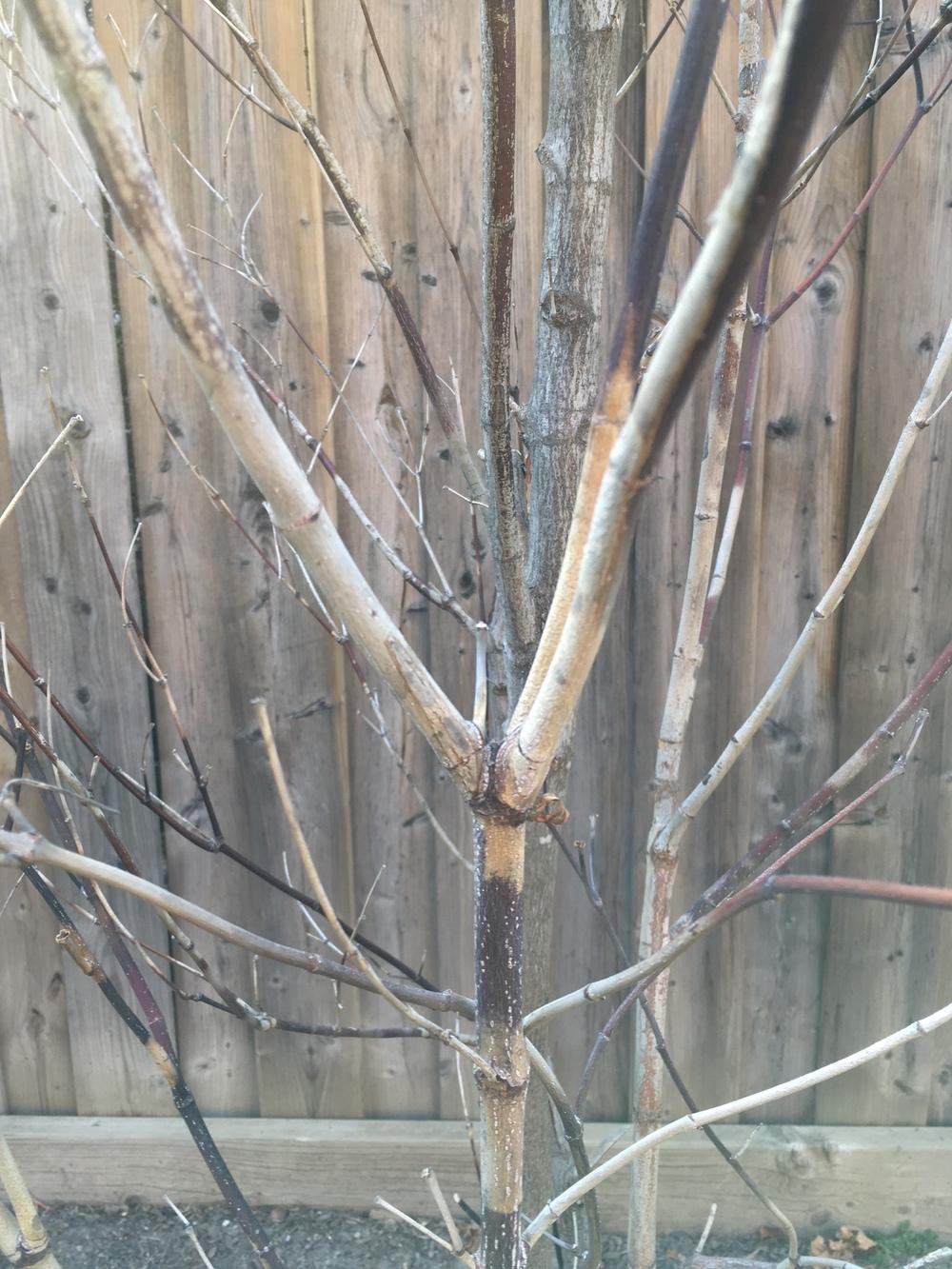 Ask A Question Forum Red Maple Tree Not Leafing Garden Org