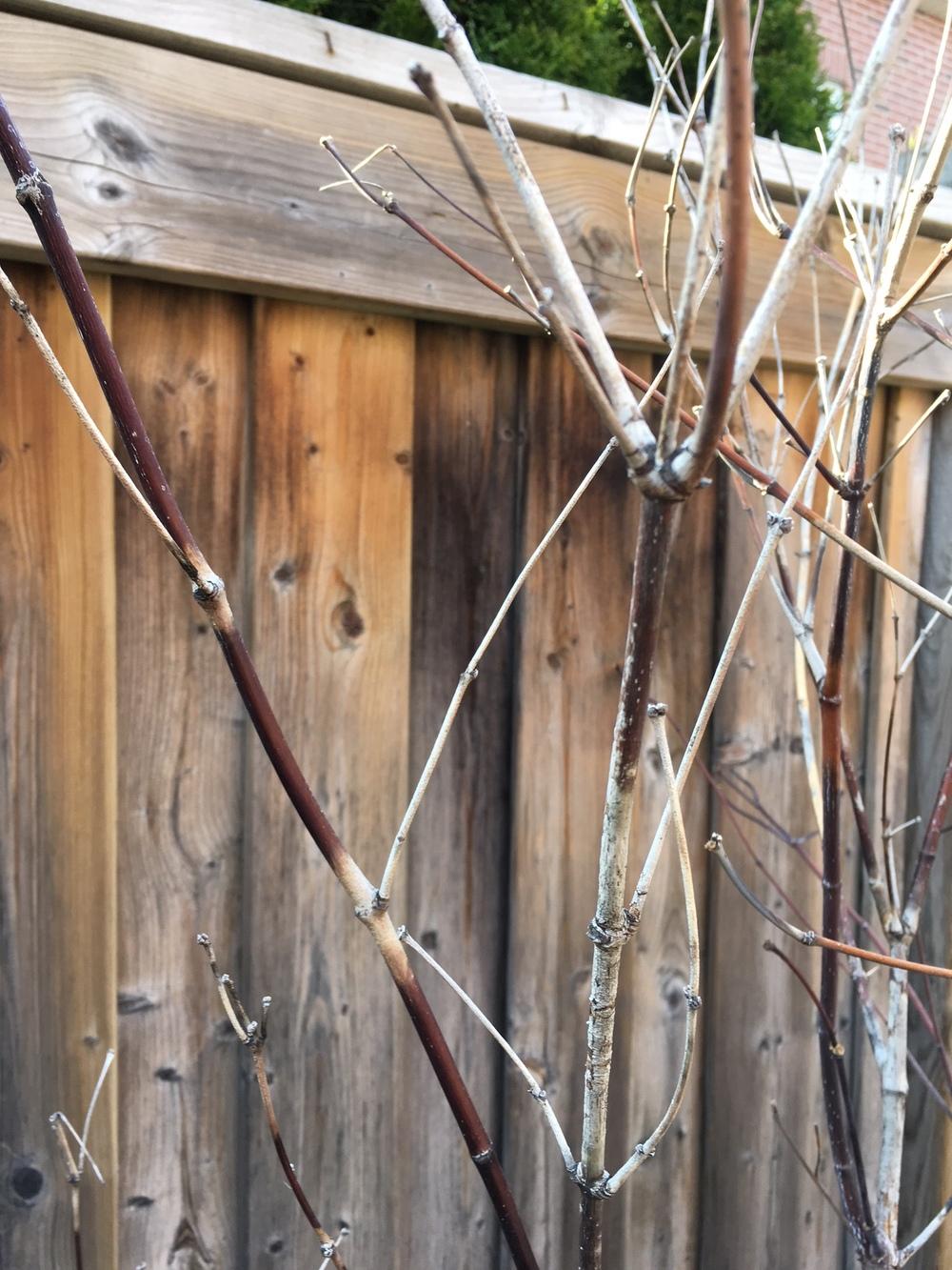 Ask A Question Forum Red Maple Tree Not Leafing Garden Org