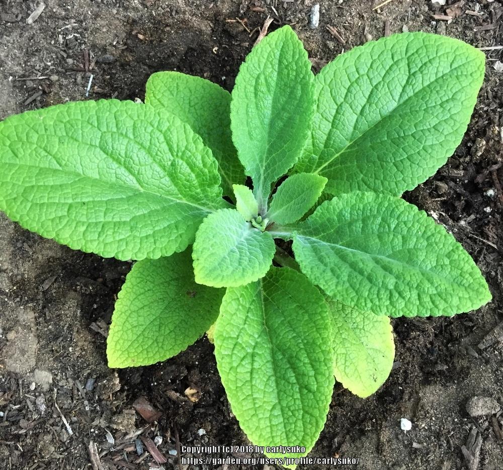 Photo of the leaves of Foxglove (Digitalis purpurea 'Dalmatian Purple
