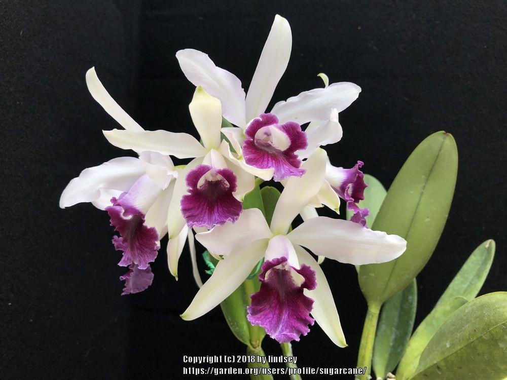 Orchid (Cattleya x schilleriana 'Paradise Blue')