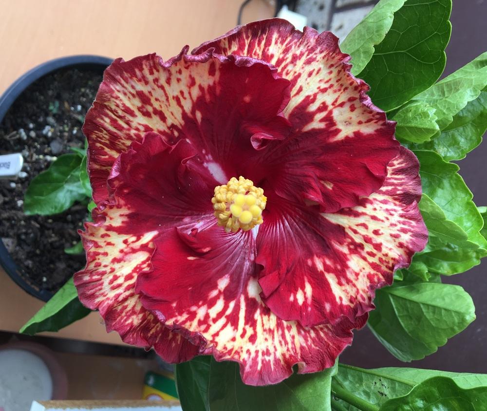 Tropical Hibiscus (Hibiscus rosasinensis 'Black Knight') in the