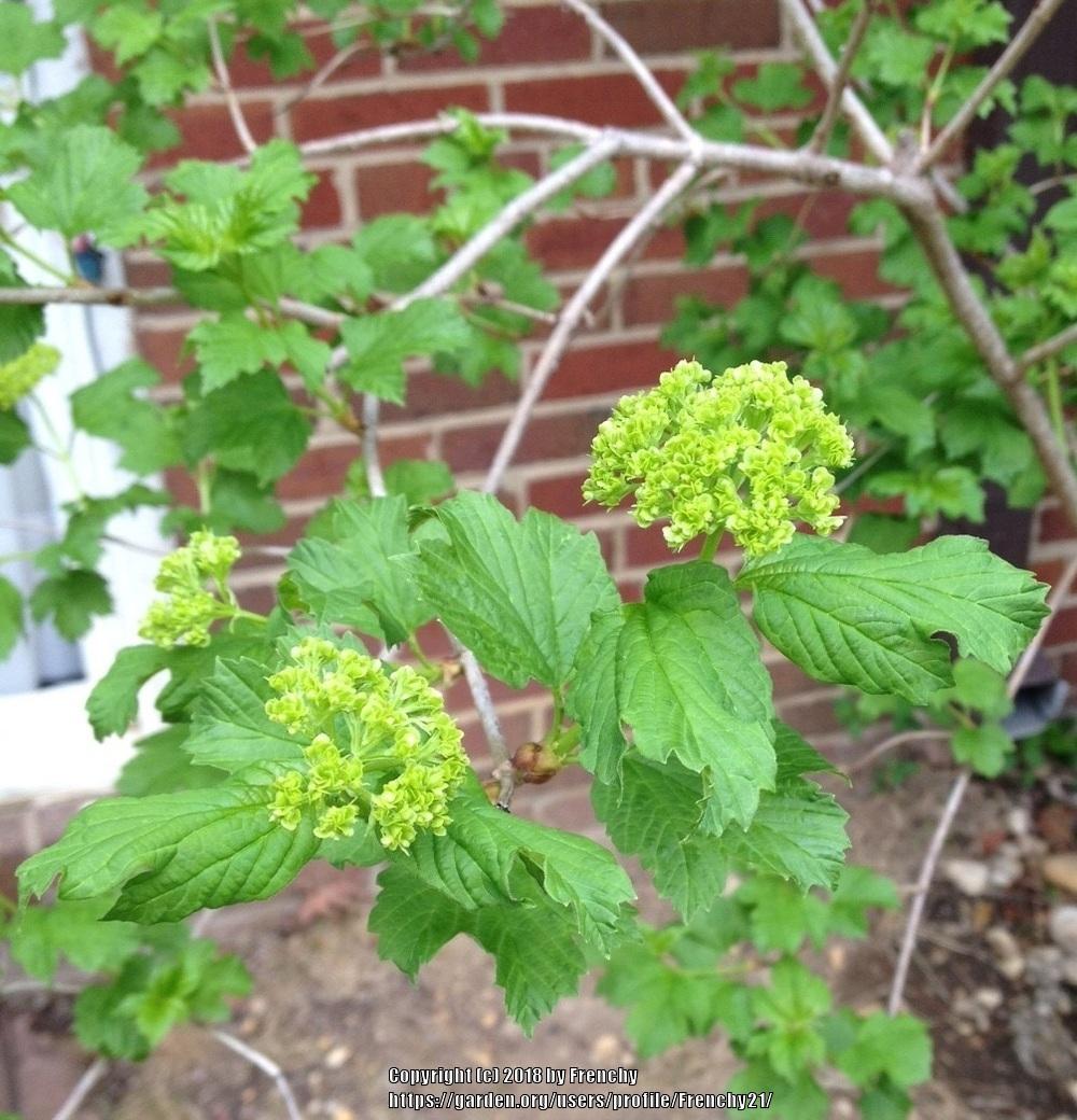 Viburnums Plant Care and Collection of Varieties