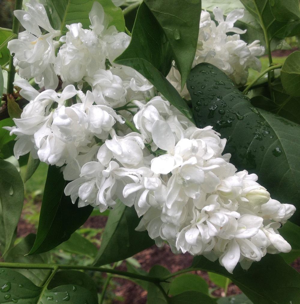 Common Lilac (Syringa vulgaris 'Princesse Clementine') in the Lilacs