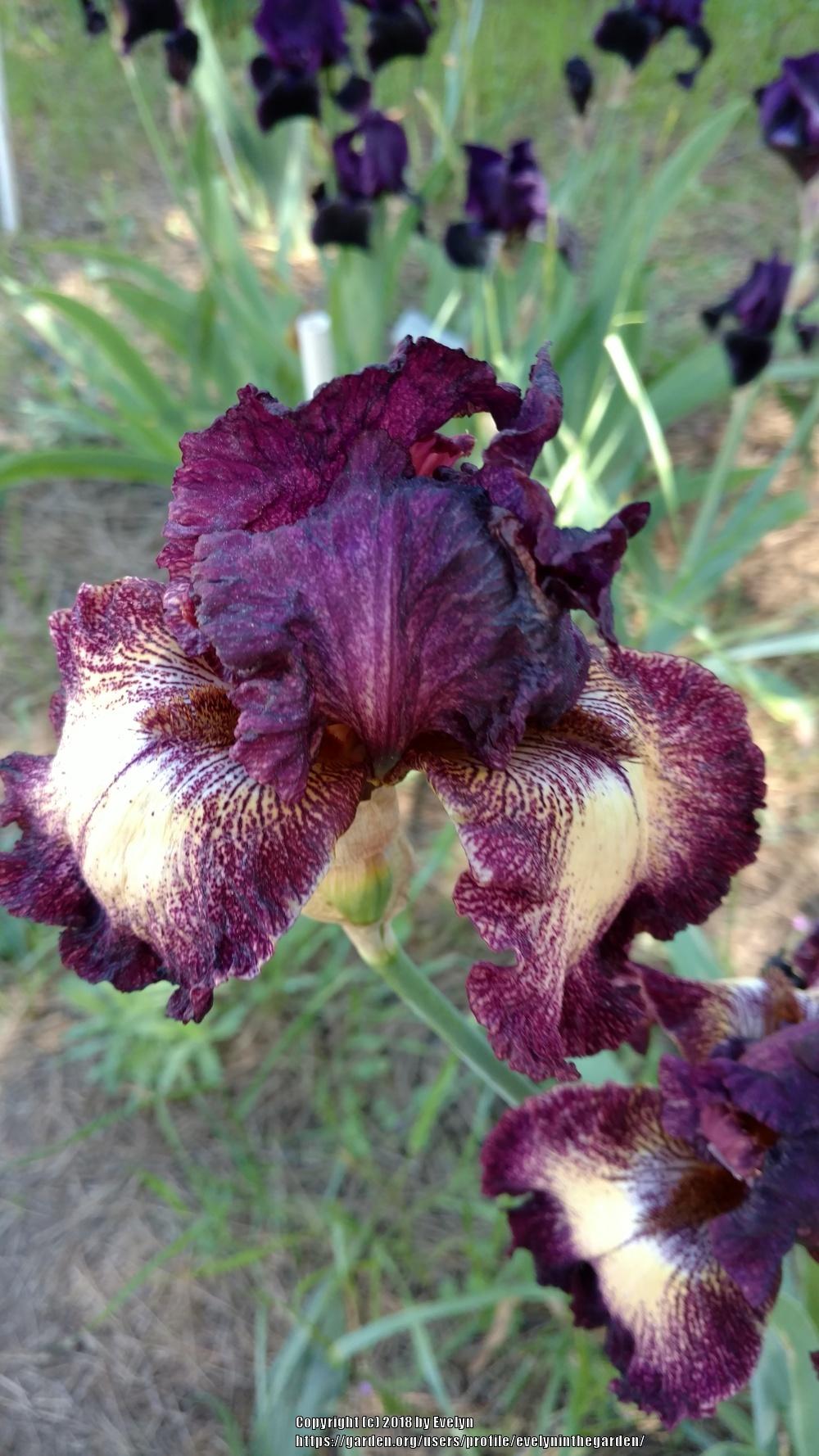 A Visit to Bluebird Haven Iris Gardens in the Irises forum