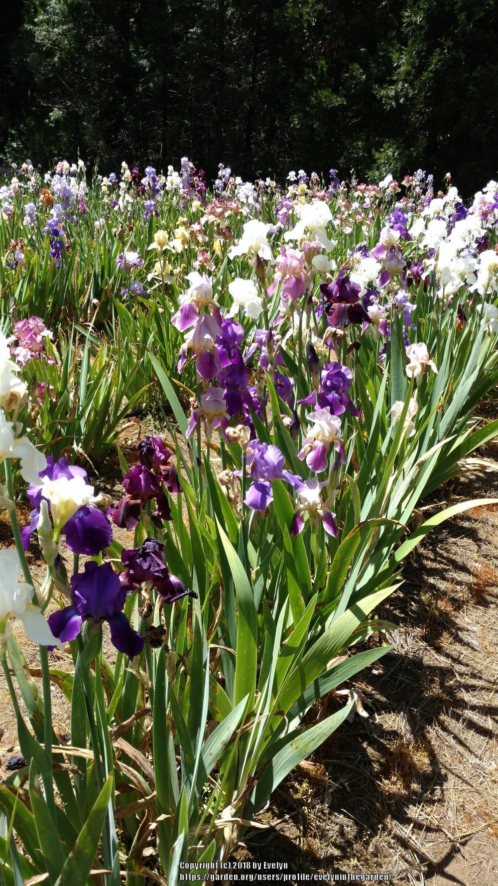 A Visit to Bluebird Haven Iris Gardens in the Irises forum