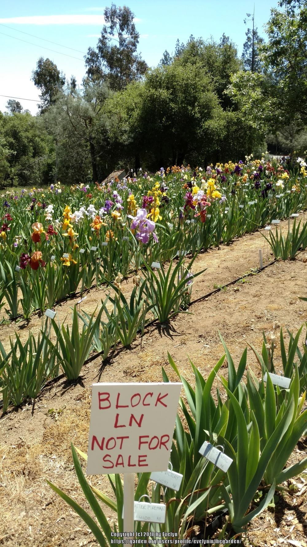 A Visit to Bluebird Haven Iris Gardens in the Irises forum