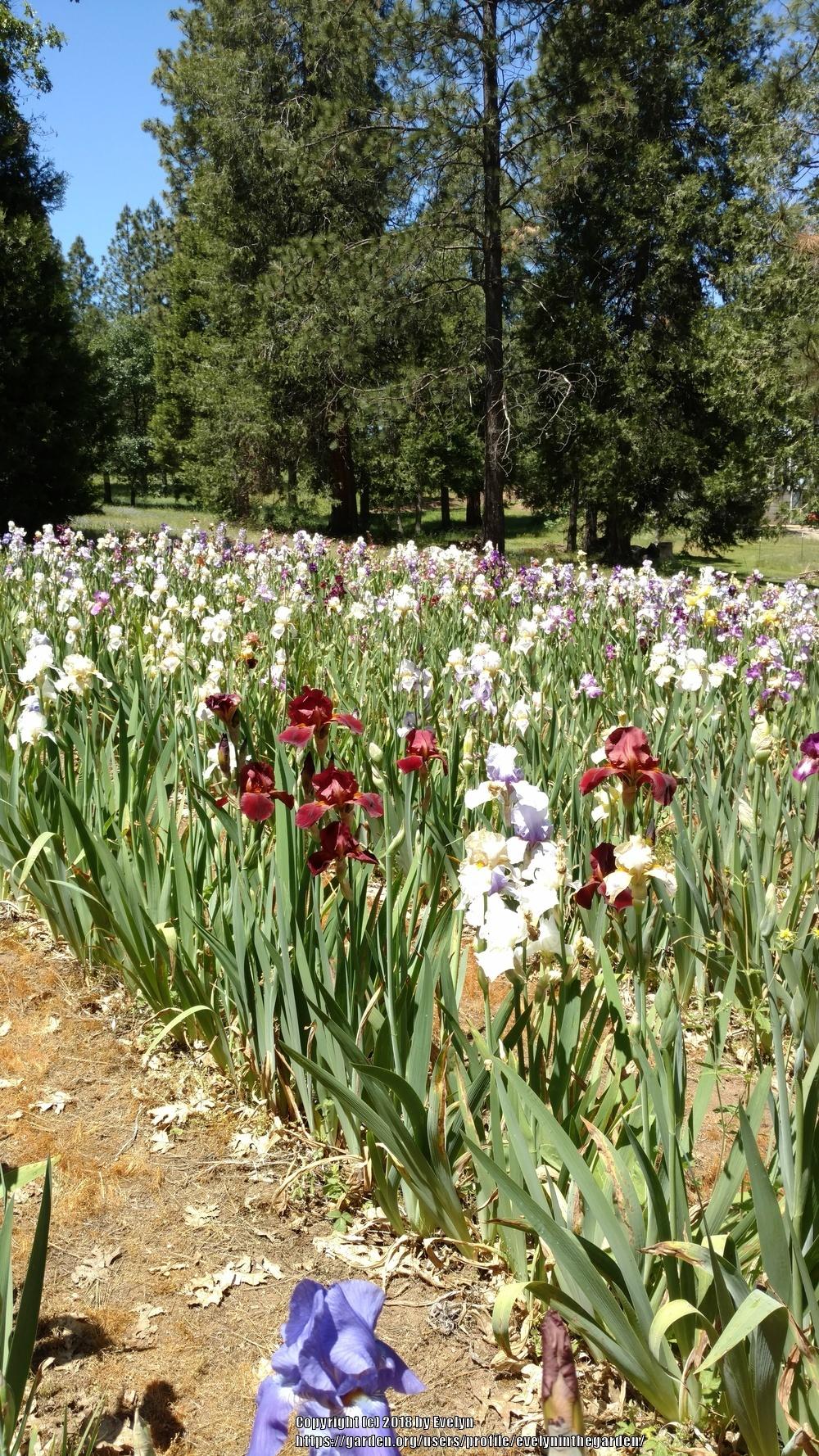 A Visit to Bluebird Haven Iris Gardens in the Irises forum