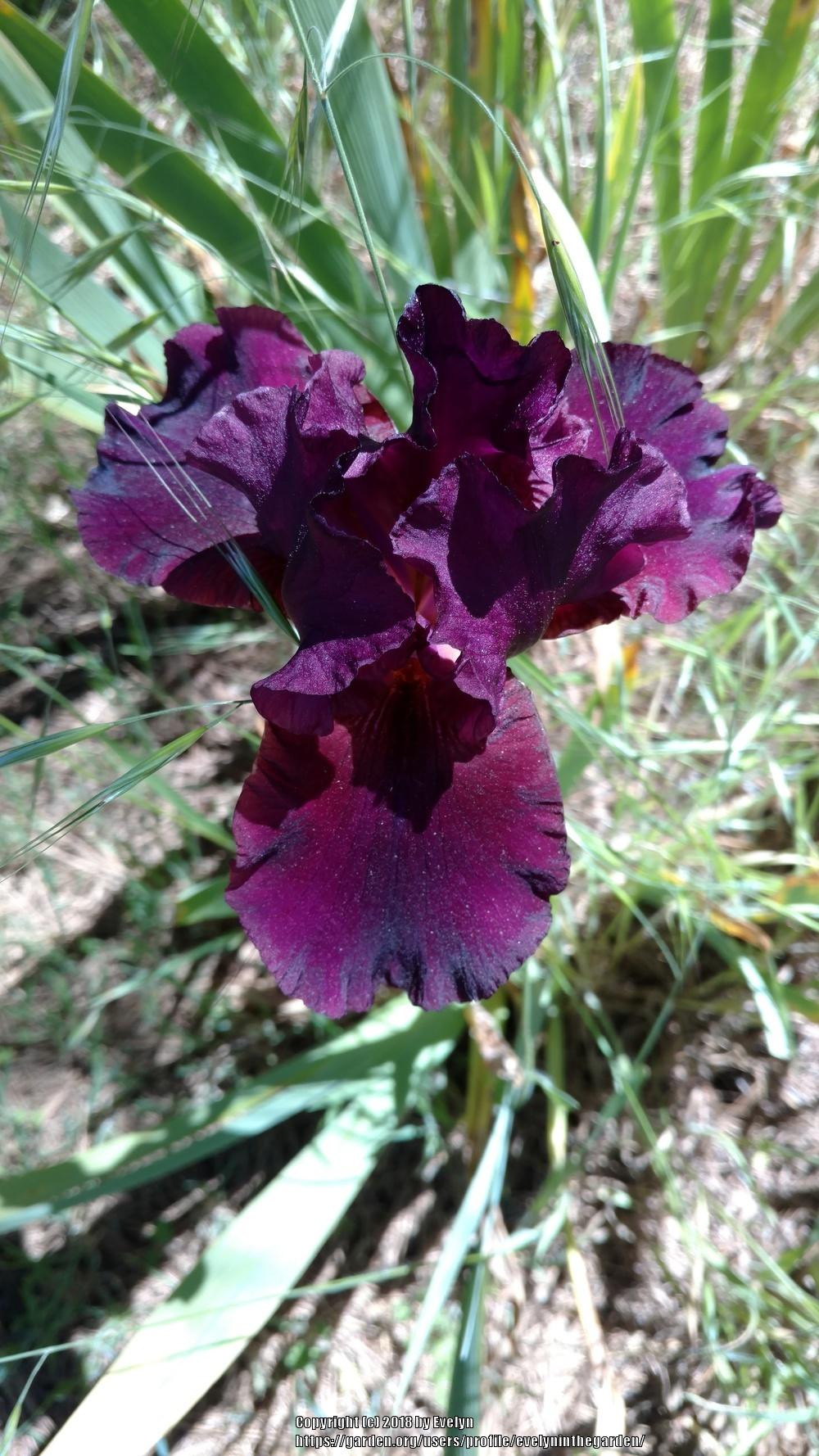 A Visit to Bluebird Haven Iris Gardens in the Irises forum