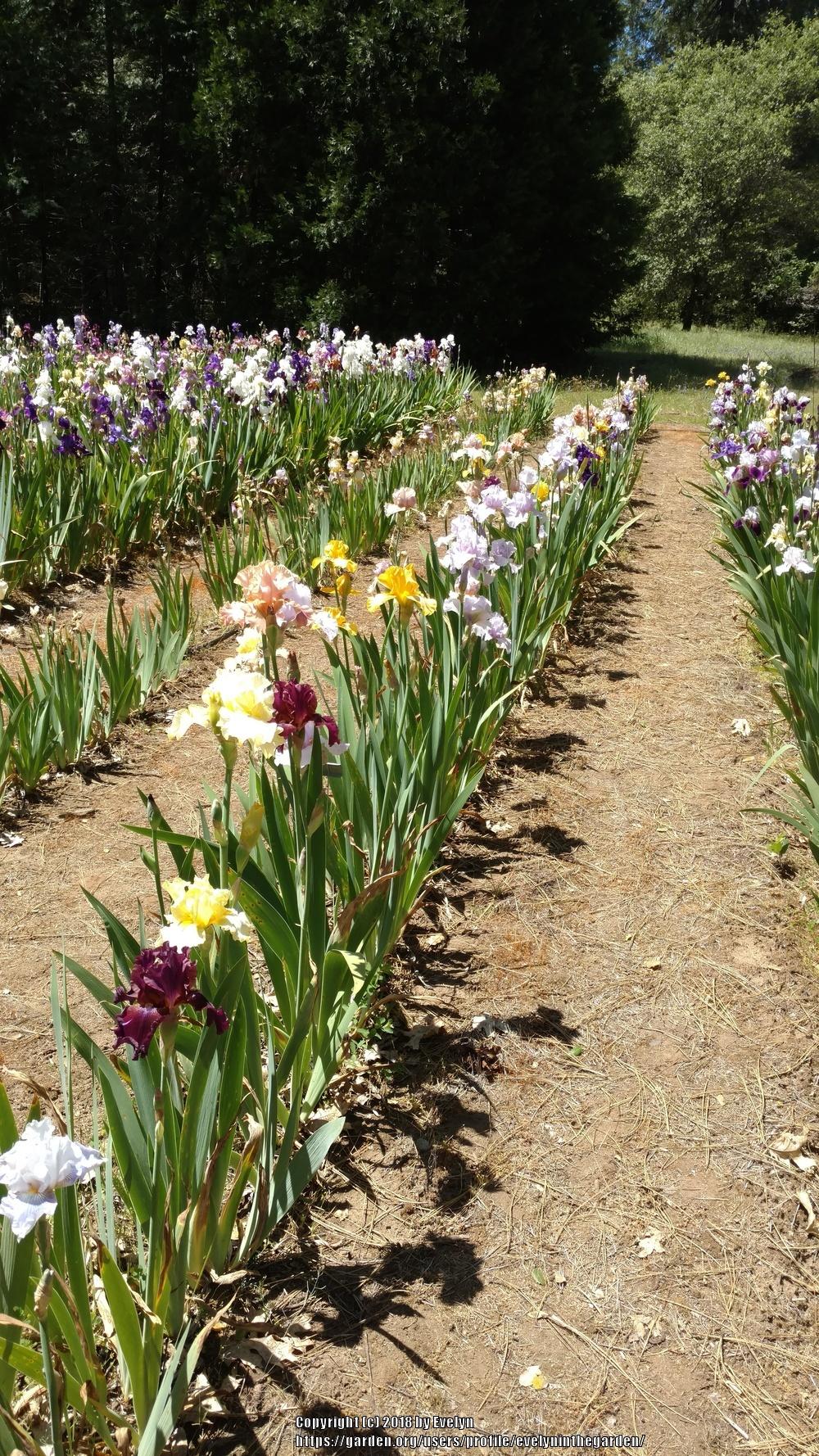 A Visit to Bluebird Haven Iris Gardens in the Irises forum