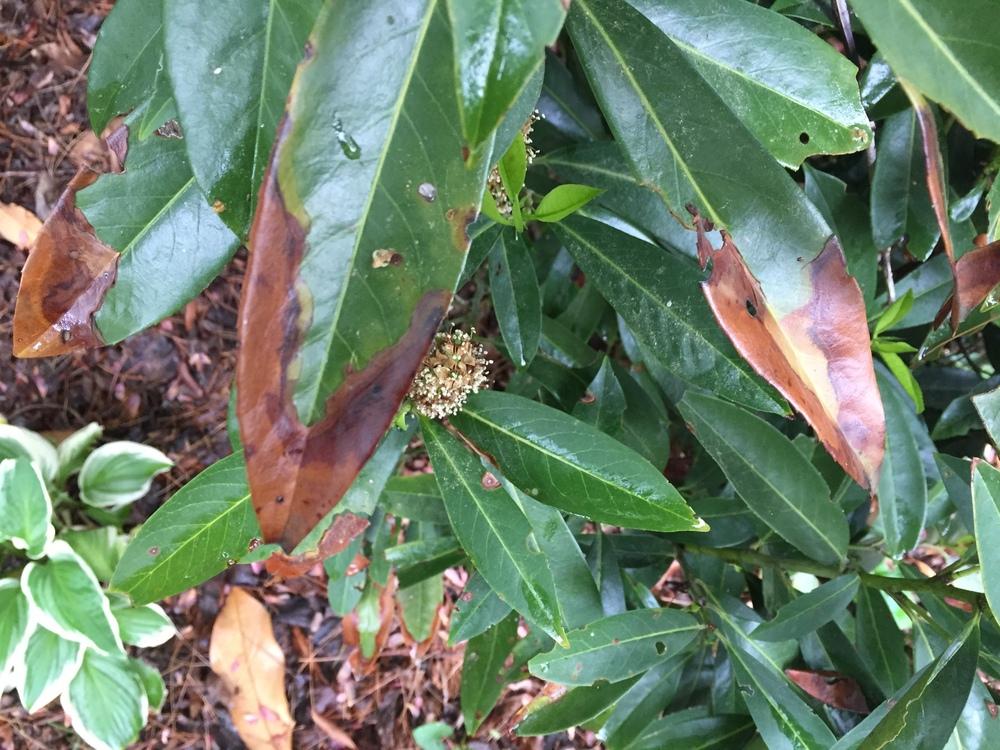 What's ailing my cherry laurels? in the Ask a Question forum