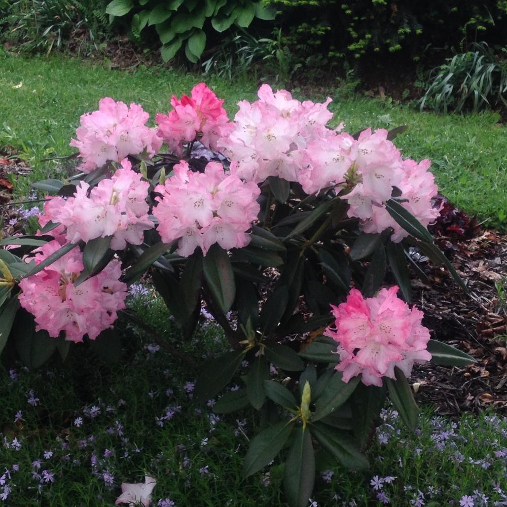 Rhododendrons Plant Care and Collection of Varieties