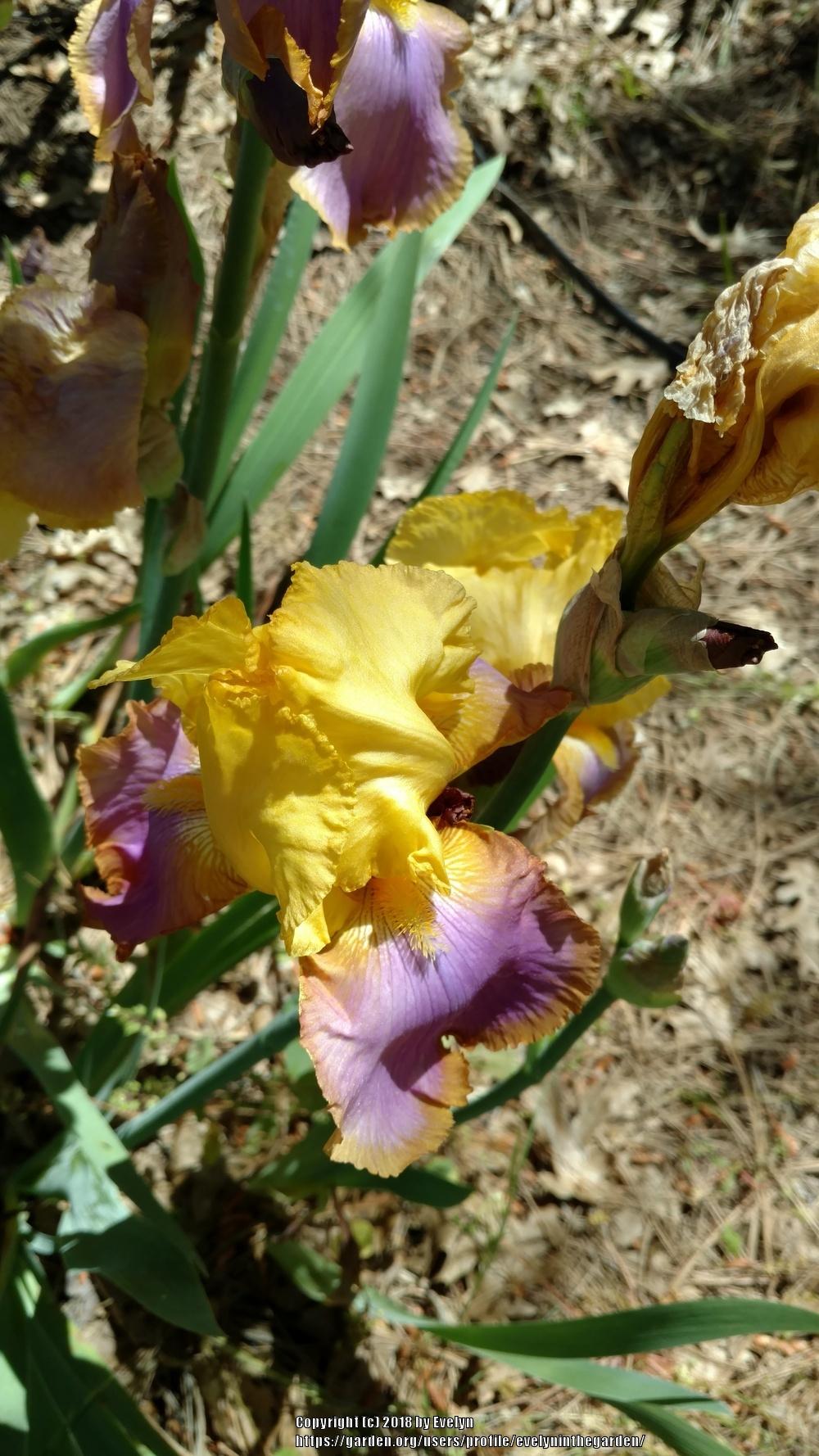A Visit to Bluebird Haven Iris Gardens in the Irises forum