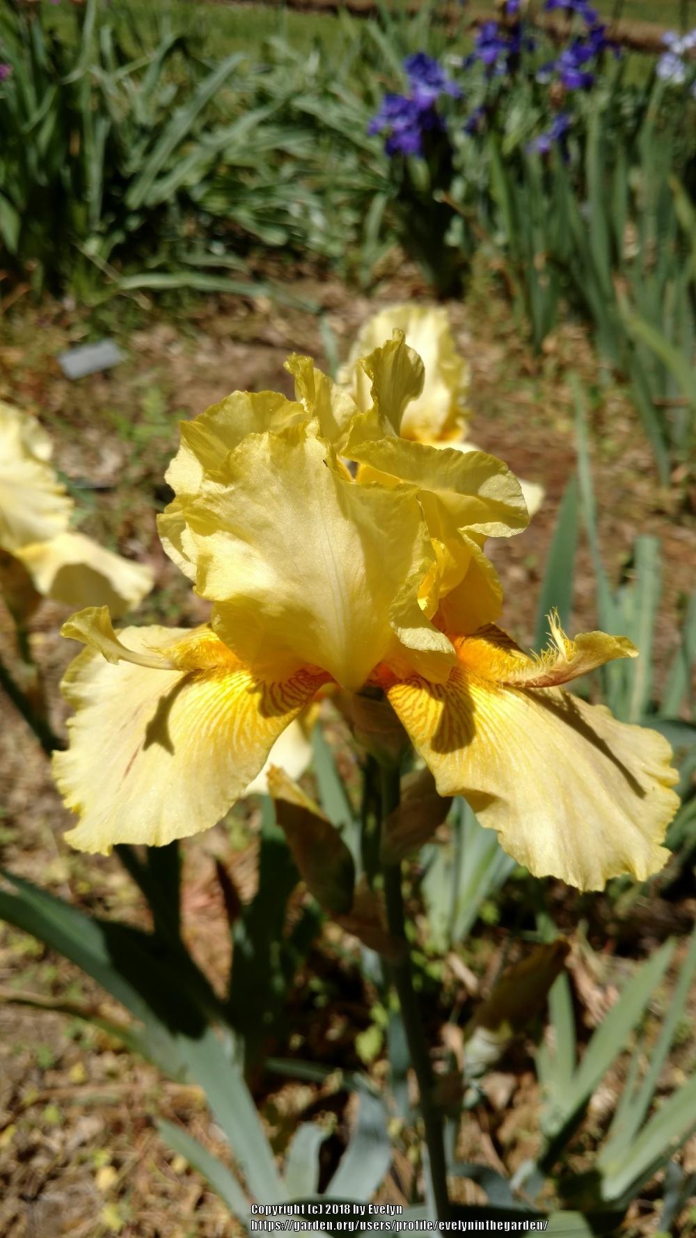 A Visit to Bluebird Haven Iris Gardens in the Irises forum