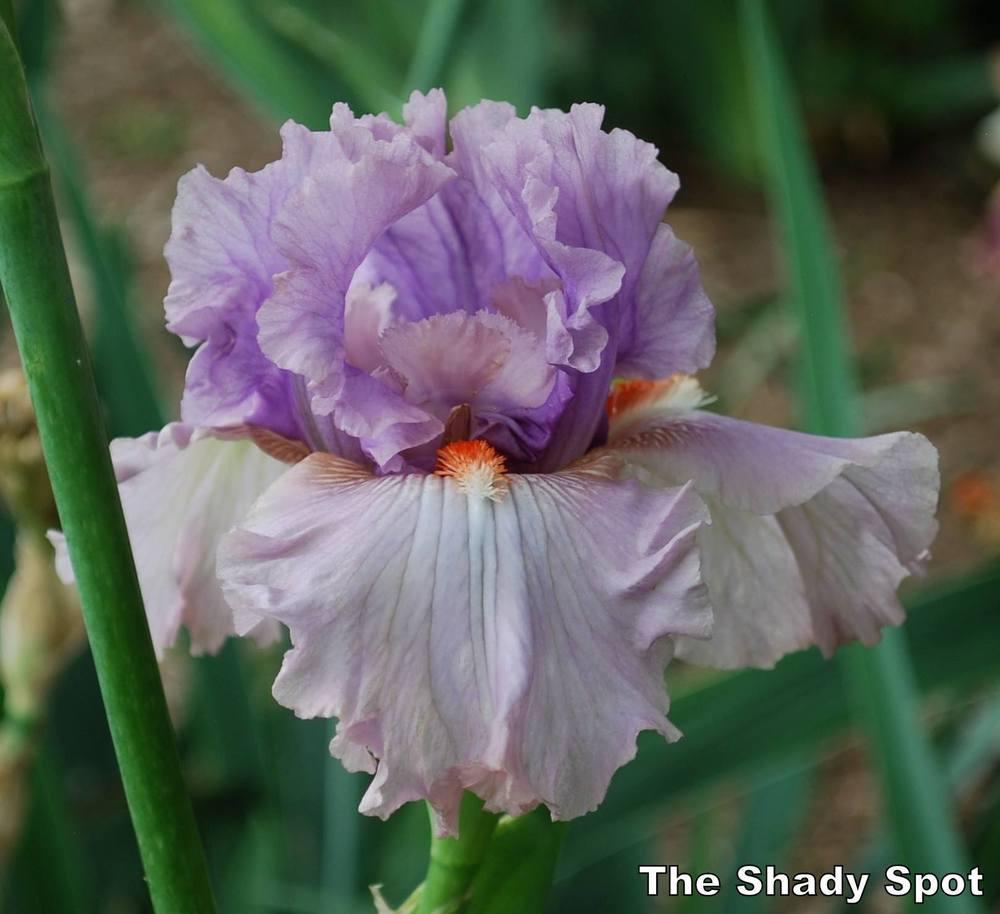 Photo of the bloom of Tall Bearded Iris (Iris 'Modern Woman') posted by
