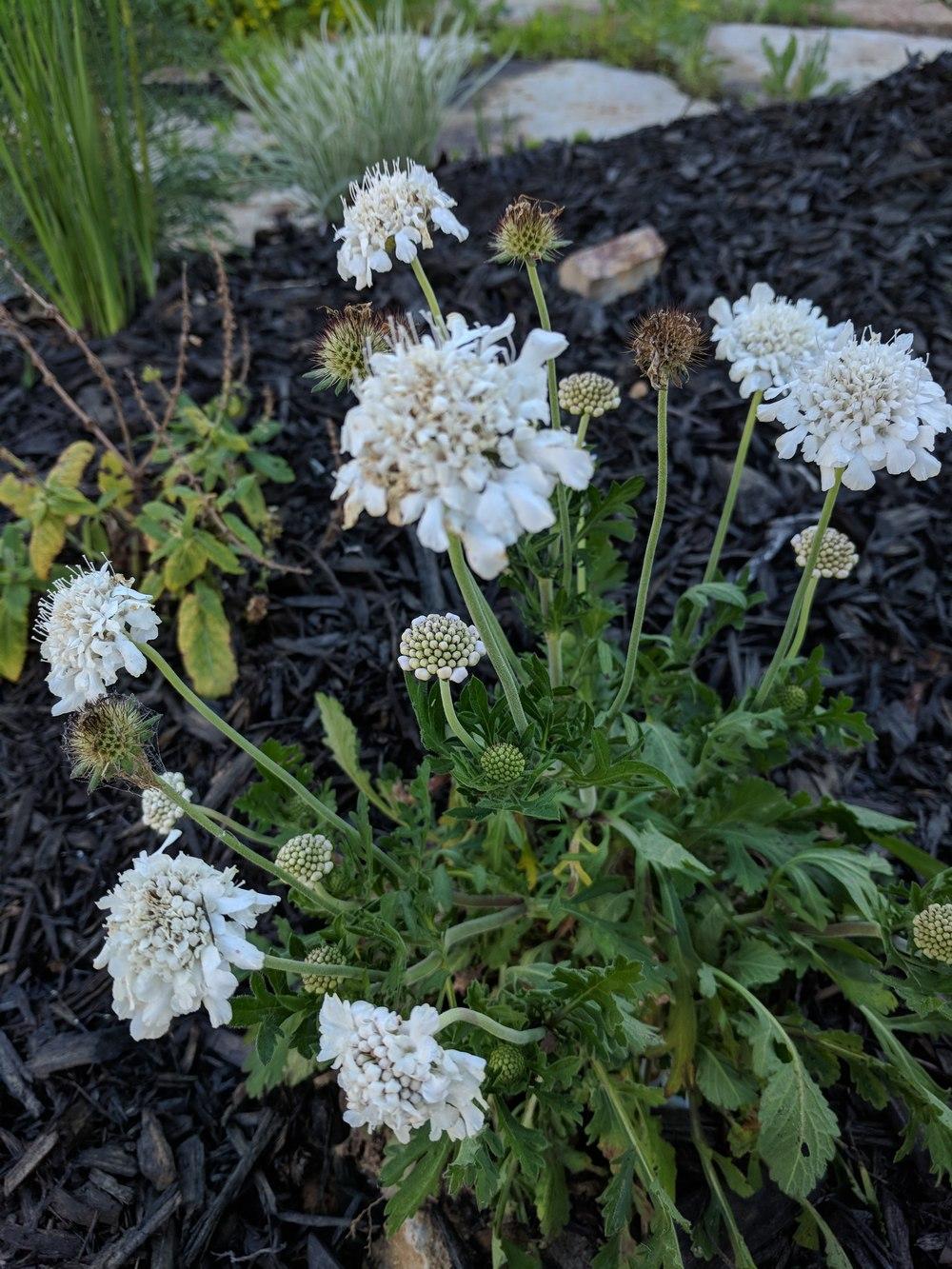 Dwarf Pincushion Flower (Scabiosa columbaria Flutter™ Pure White