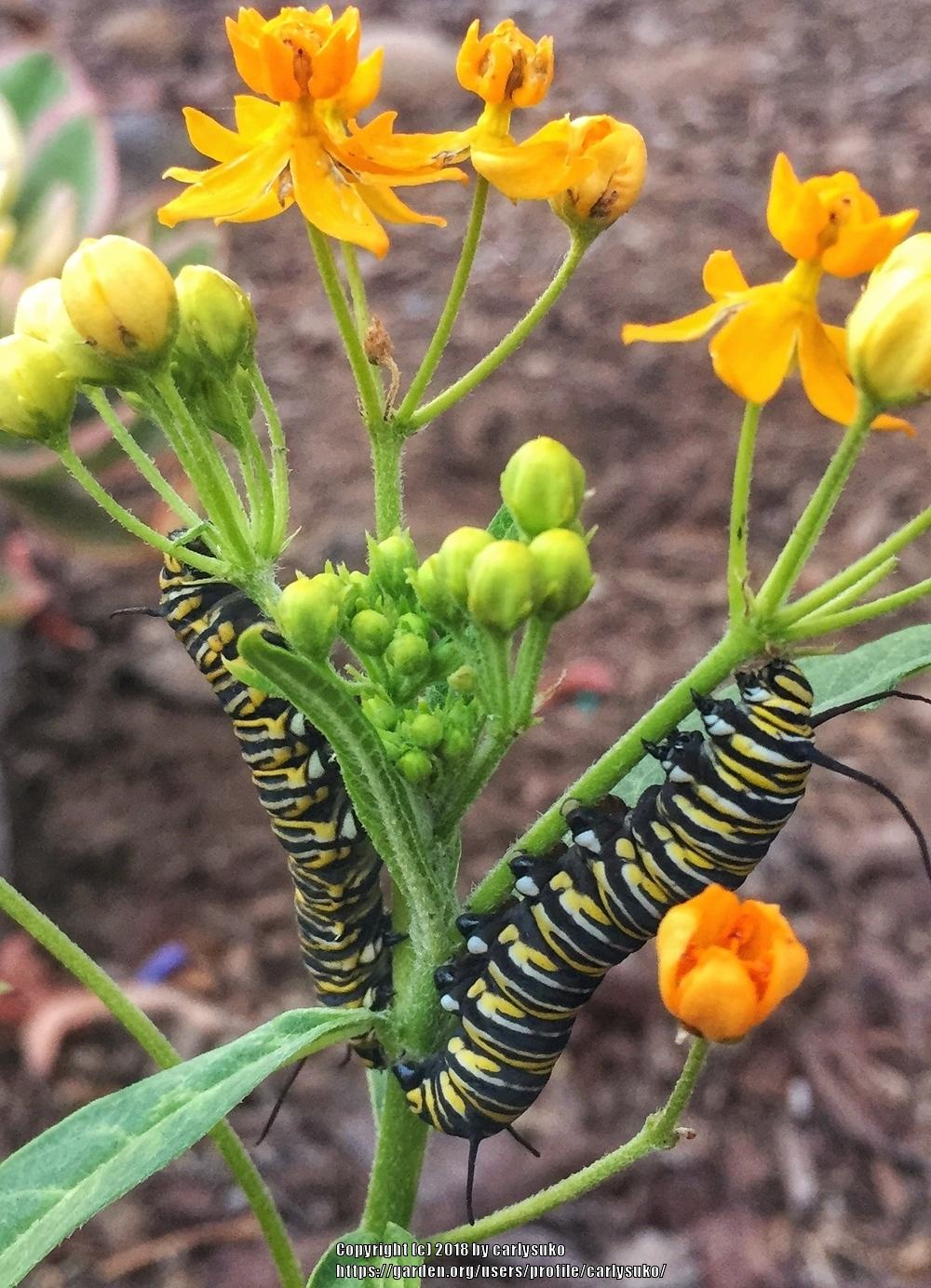 Milkweeds Plant Care and Collection of Varieties