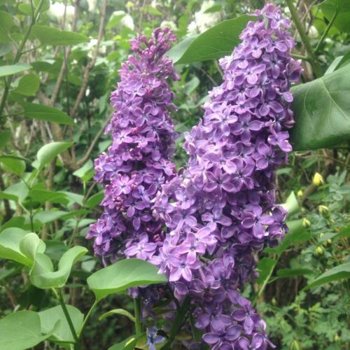Common Lilac (Syringa vulgaris 'Evangeline') in the Lilacs Database