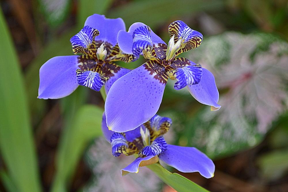 Giant Apostles' Iris (Neomarica coerulea 'Regina')