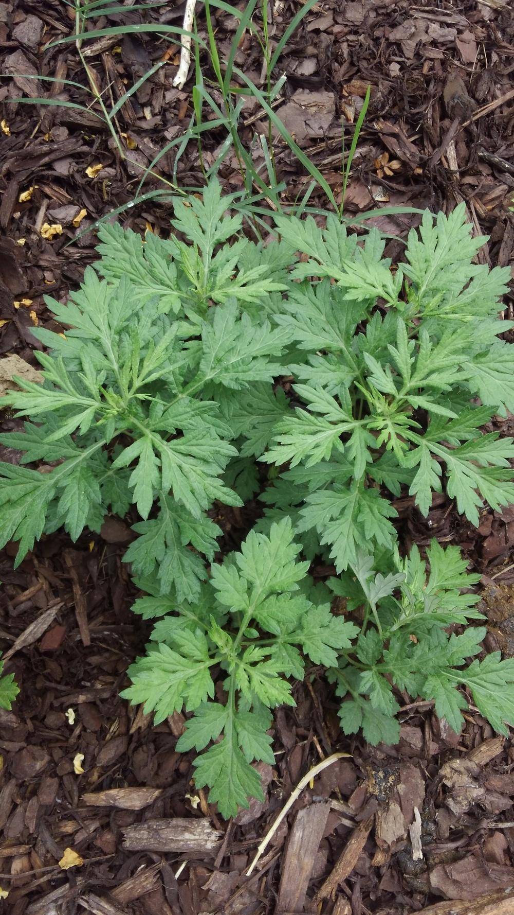 Invasive weed in flower bed in the Plant ID forum - Garden.org