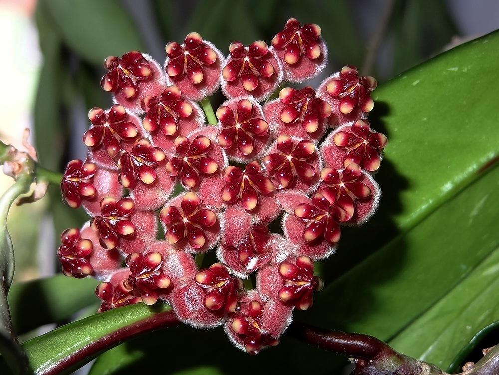 Hoyas Plant Care and Collection of Varieties