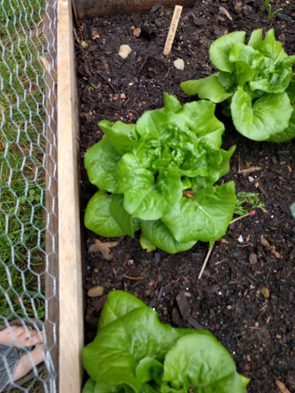Lettuce (Lactuca sativa 'Burpee Bibb') in the Lettuces Database