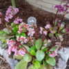 First bloom