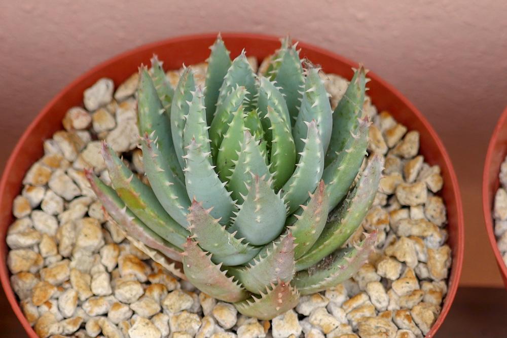 Aloes Plant Care and Collection of Varieties