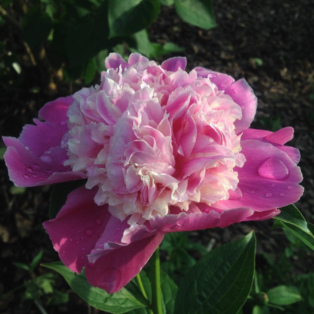 Photo of the bloom of Peony (Paeonia lactiflora ‘Cora Stubbs’) posted