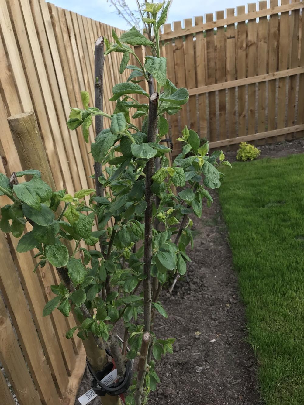 Ask a Question forum→Advice on young plum tree - Garden.org