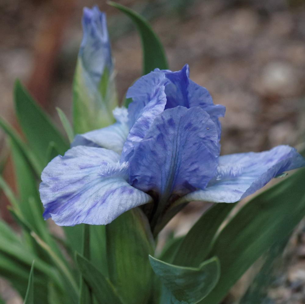 Miniature Dwarf Bearded Iris (Iris 'Scruples') in the Irises Database ...