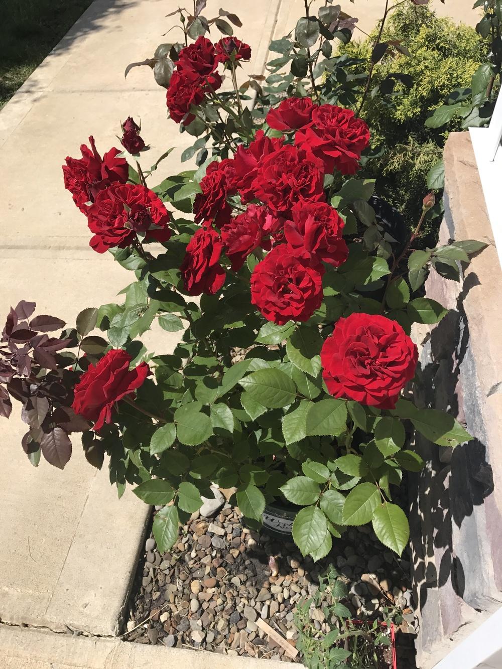 Photo of the entire plant of Rose (Rosa 'Lady in Red') posted by Eric_C