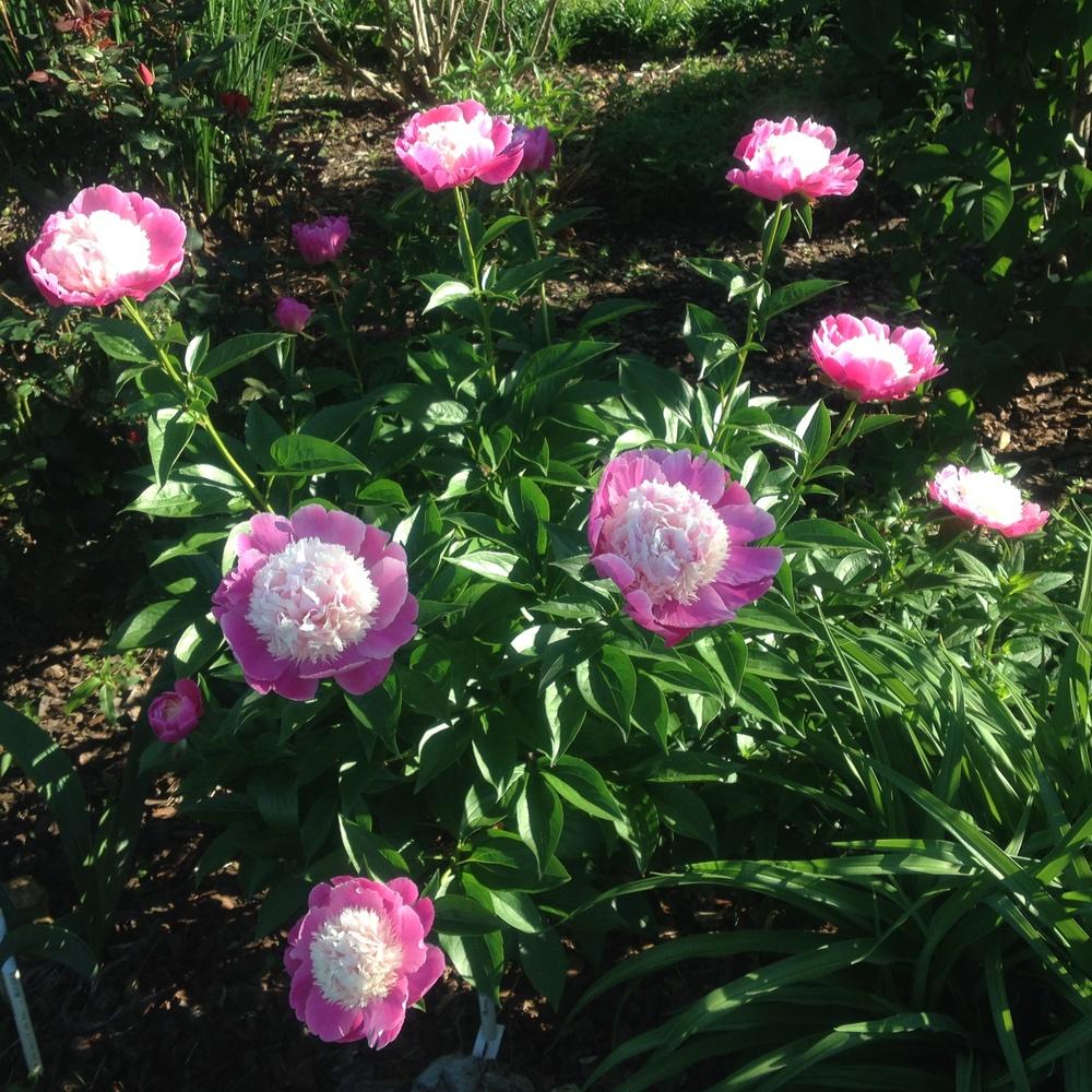 Photo of the entire plant of Peony (Paeonia lactiflora ‘Cora Stubbs