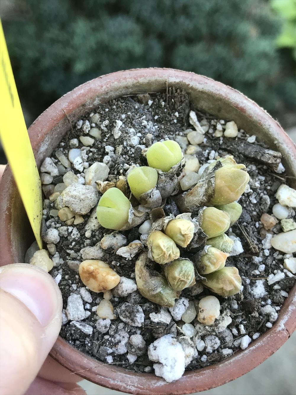 Conophytum hians