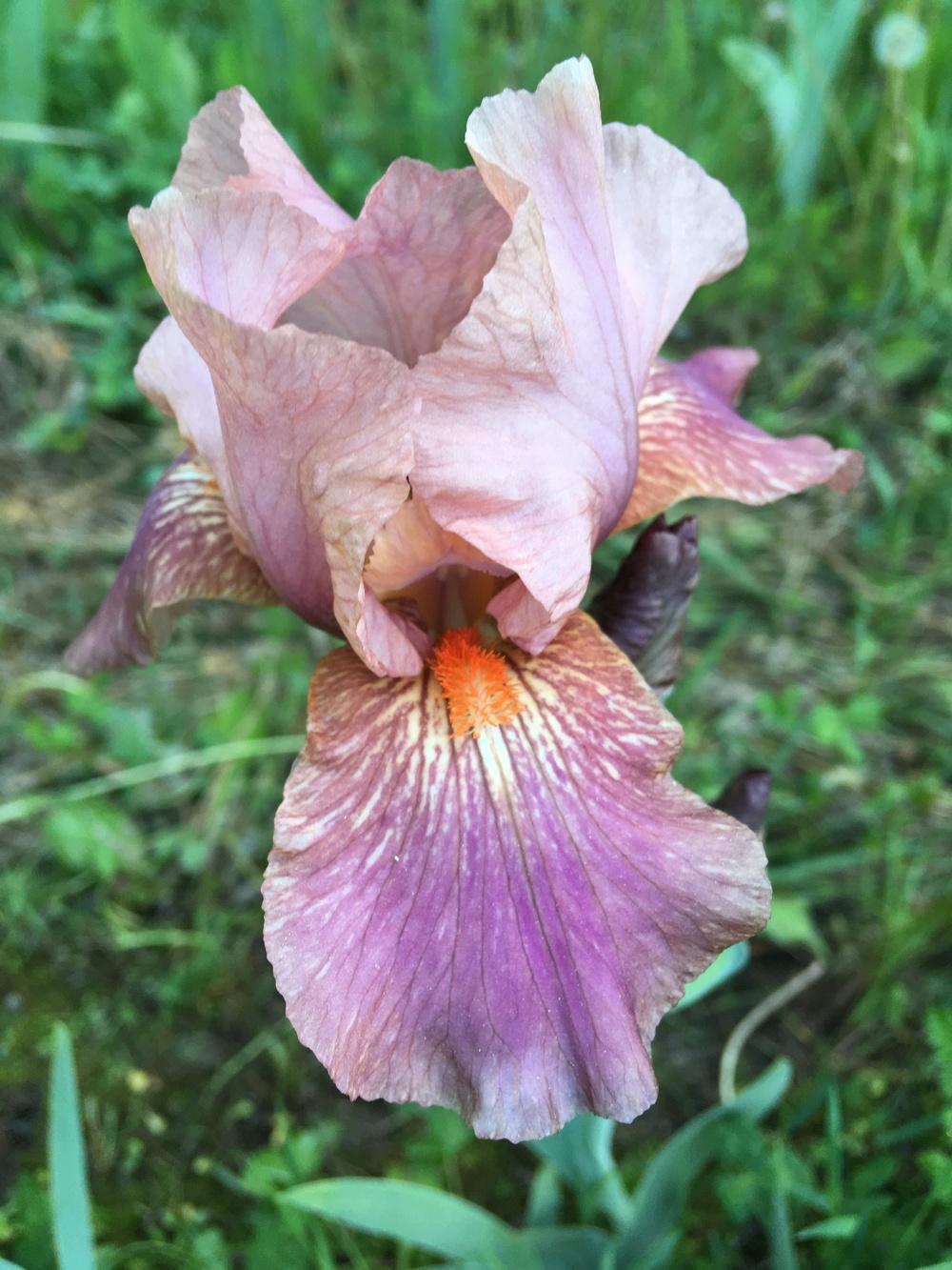 Intermediate Bearded Iris (Iris 'Strawberry Love') in the Irises