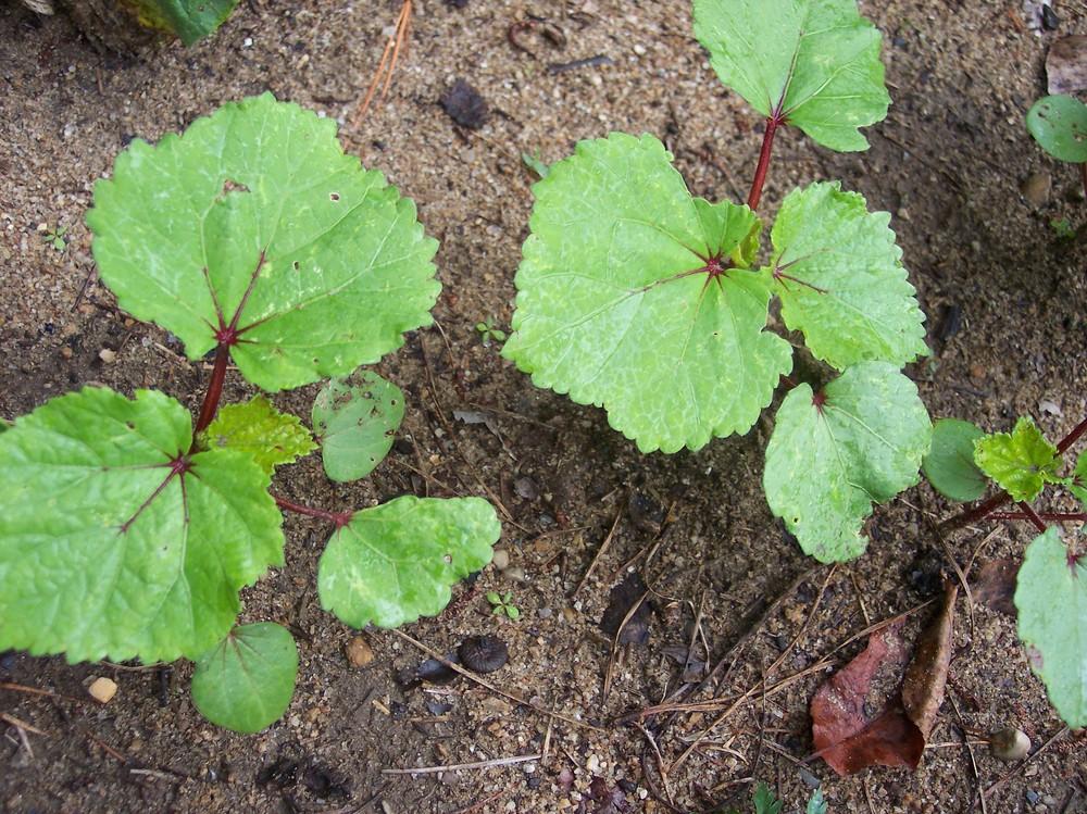 Okra Plant Care and Collection of Varieties