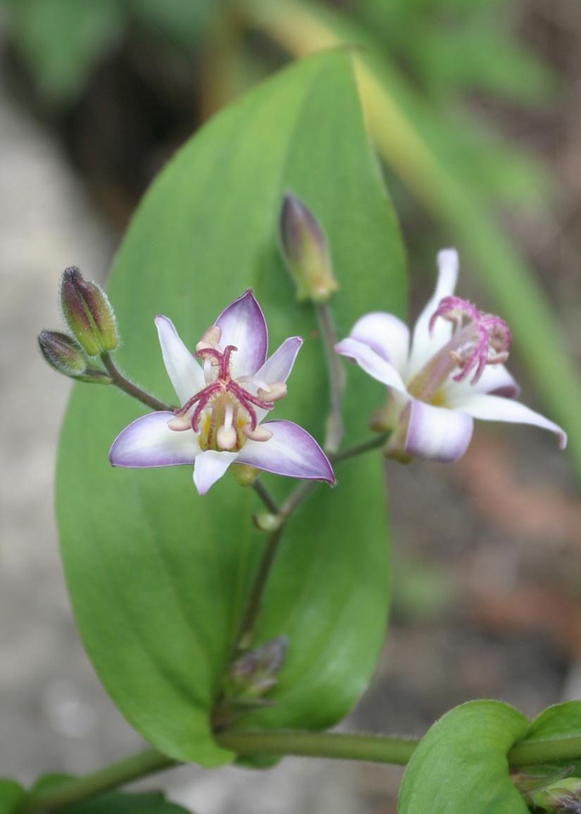 Toad Lilies Plant Care and Collection of Varieties
