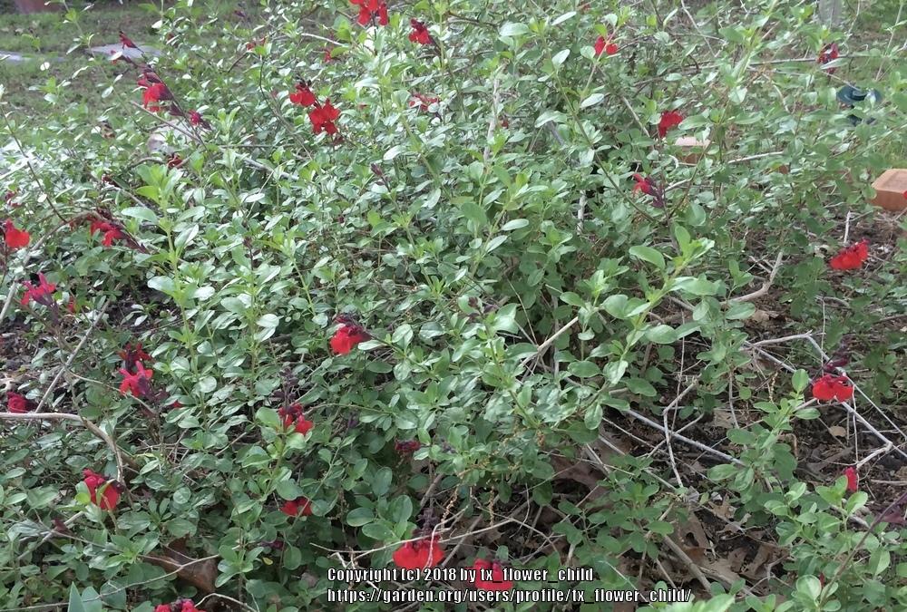 Salvia greggi stopped blooming in the Ask a Question forum
