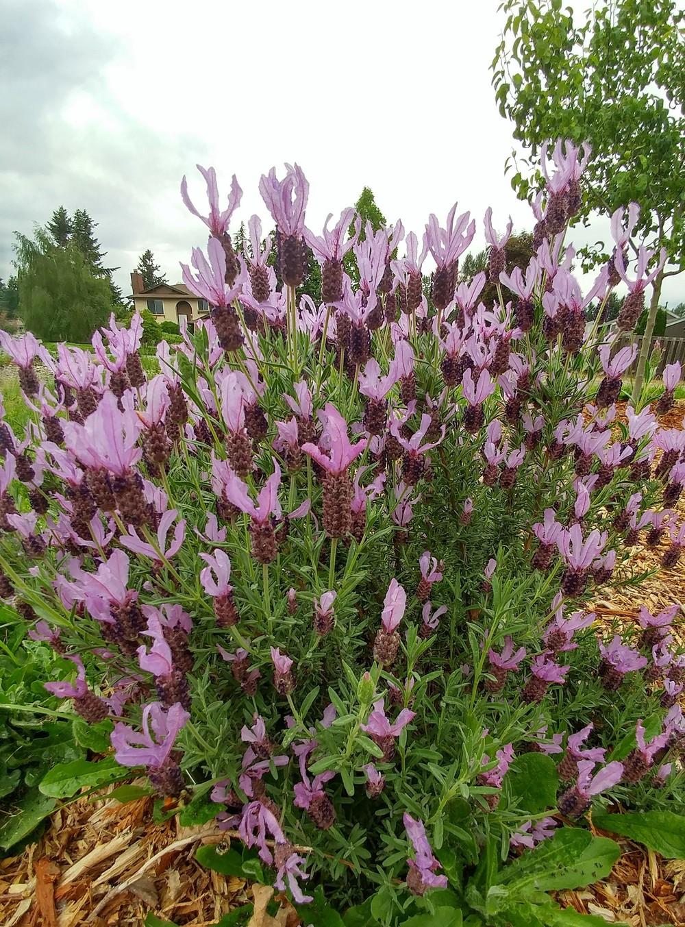 Lavenders Plant Care and Collection of Varieties
