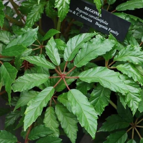 Palm Leaf Begonia (Begonia carolineifolia) in the Begonias Database