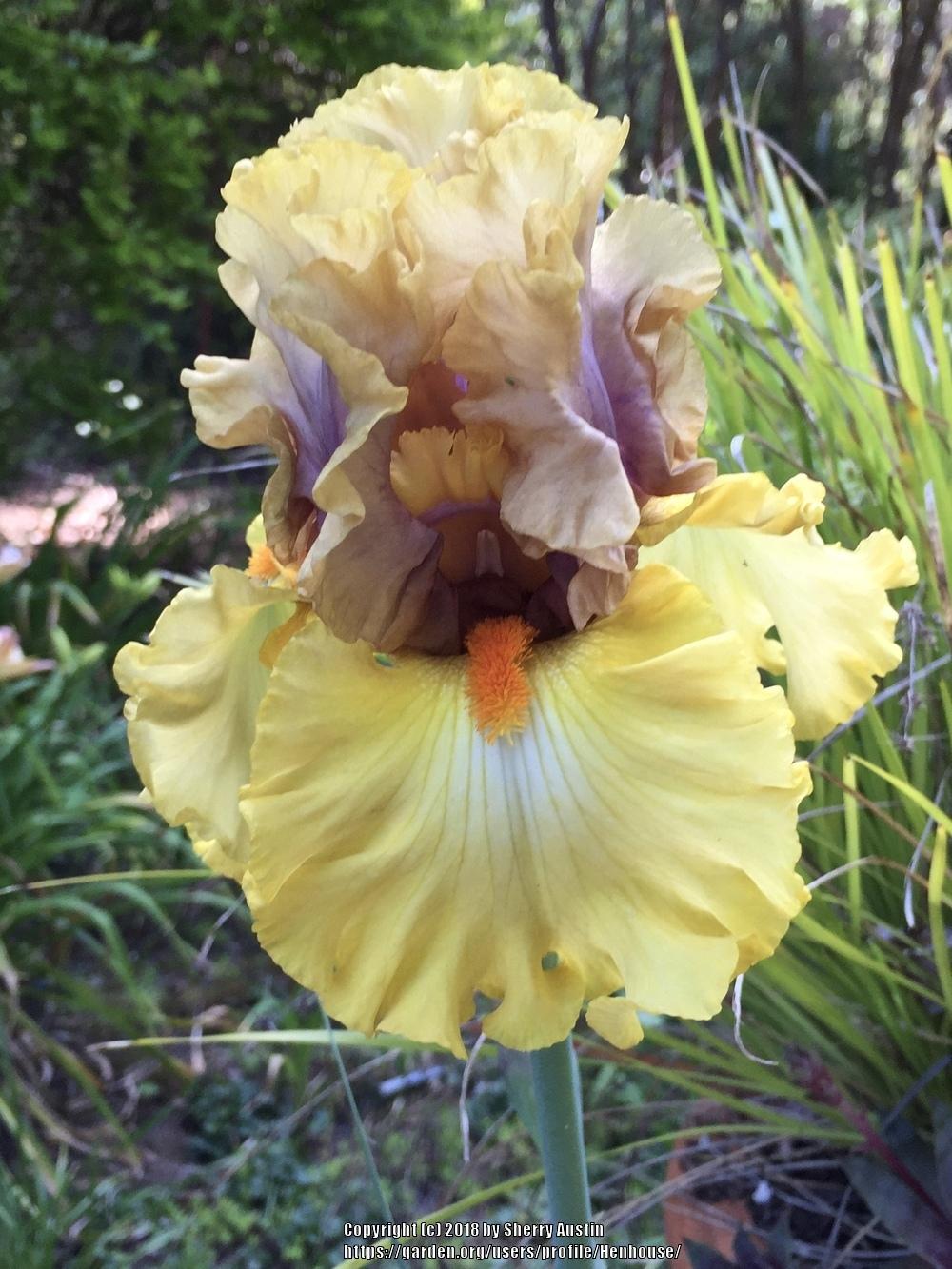 Photo of the bloom of Tall Bearded Iris (Iris 'Idle Rich') posted by