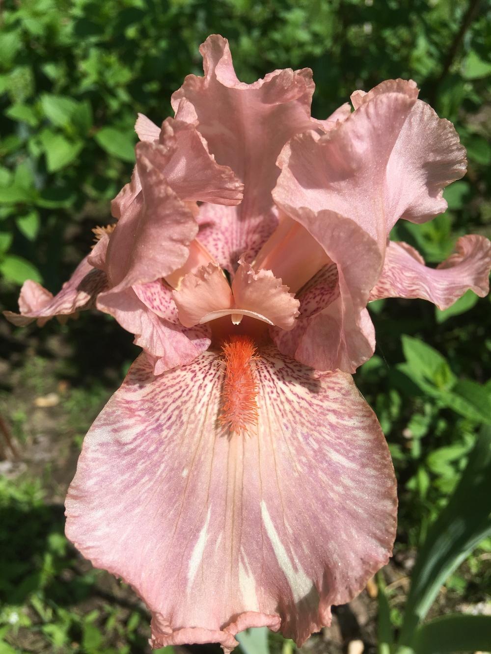 Photo of the bloom of Border Bearded Iris (Iris &lsquo;Baboon Bottom&rsquo;) posted