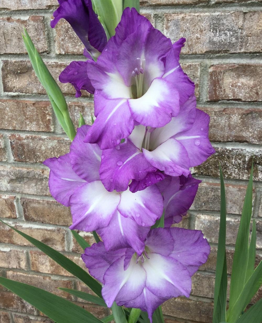 Gladiola (Gladiolus 'Nori') in the Gladiolus Database